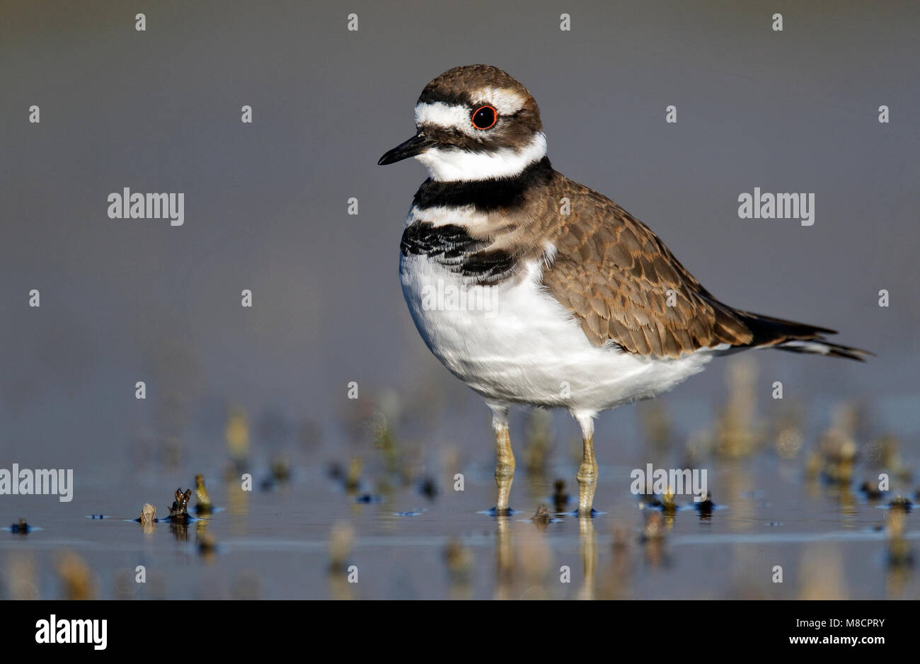 Adulto Ventura Co., CA Settembre 2010 Foto Stock