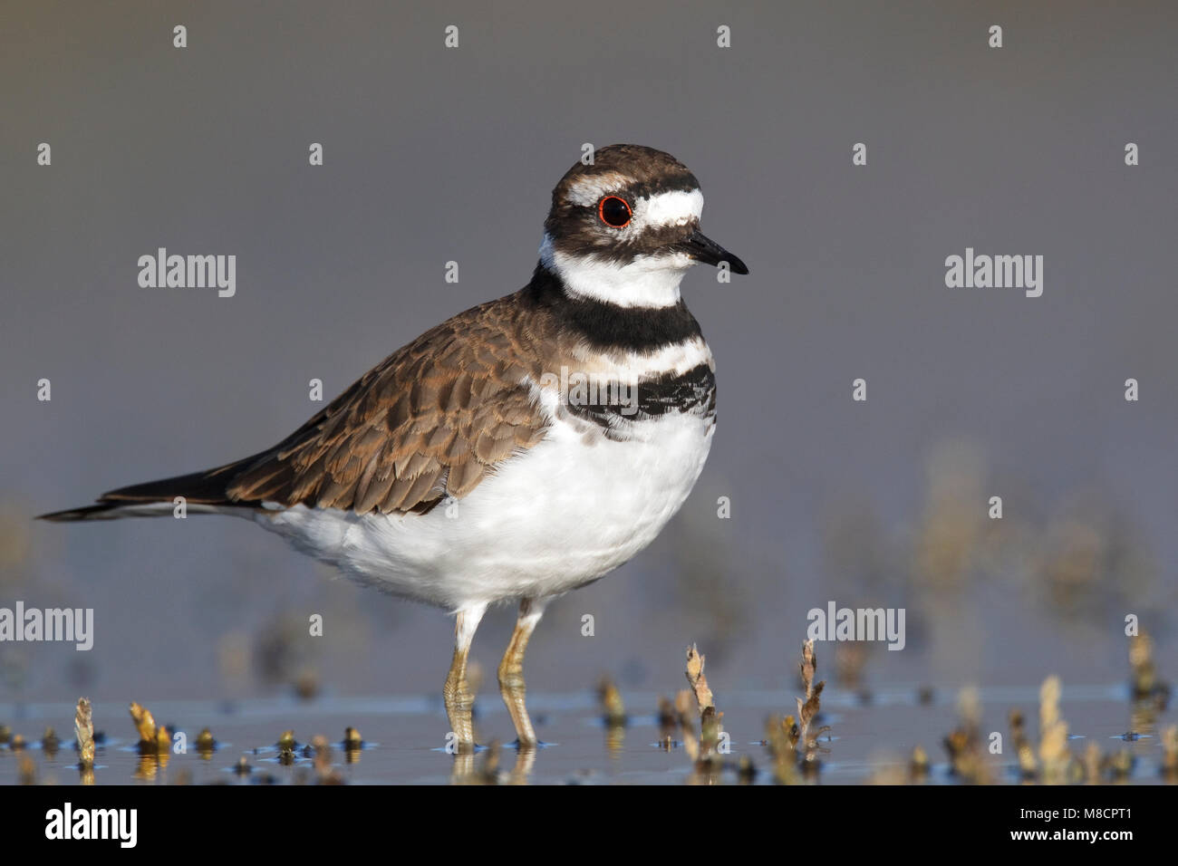 Adulto Ventura Co., CA Settembre 2010 Foto Stock