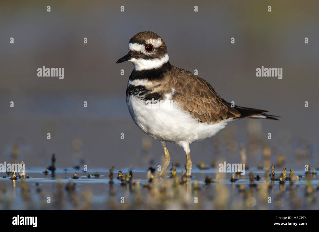 I capretti Ventura Co., CA Settembre 2010 Foto Stock