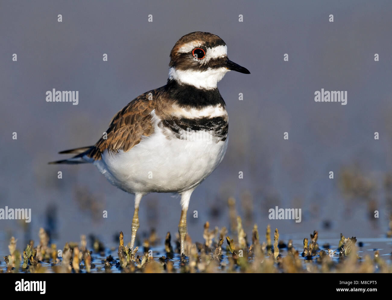 Adulto Ventura Co., CA Settembre 2010 Foto Stock