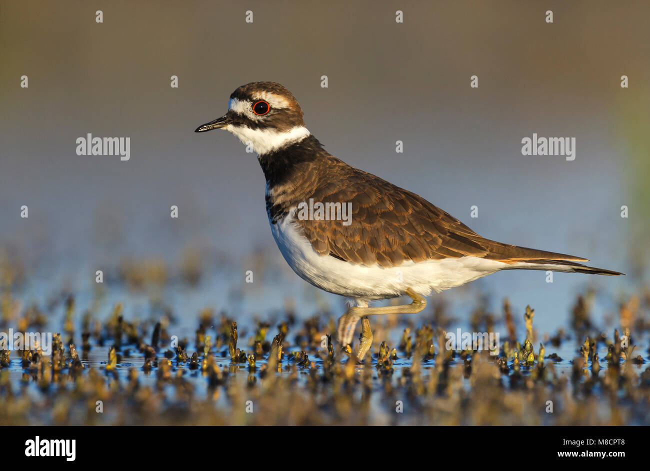 I capretti Ventura Co., CA Settembre 2010 Foto Stock