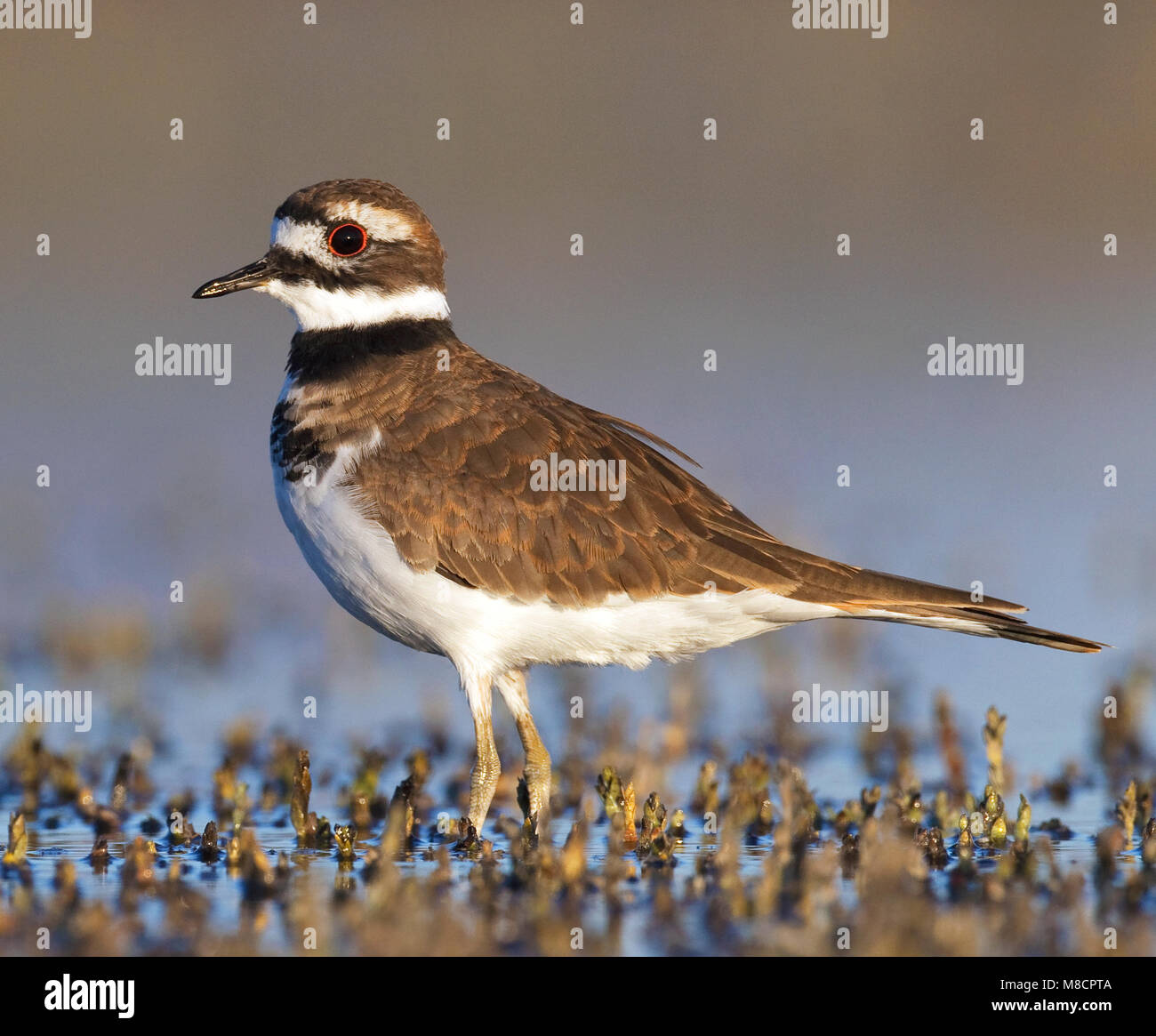 Adulto Ventura Co., CA Settembre 2010 Foto Stock