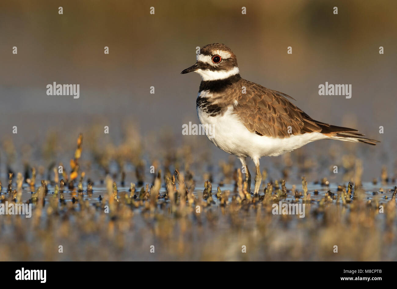 Adulto Ventura Co., CA Settembre 2010 Foto Stock