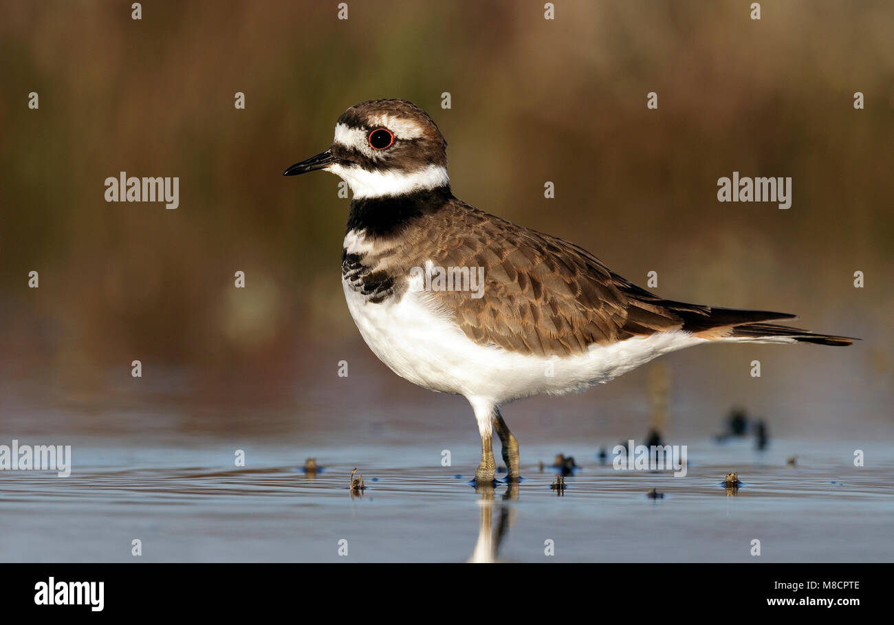 Adulto Ventura Co., CA Settembre 2010 Foto Stock