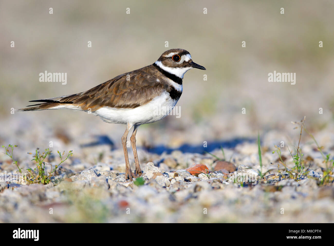 Adulto Galveston Co., TX Aprile 2015 Foto Stock