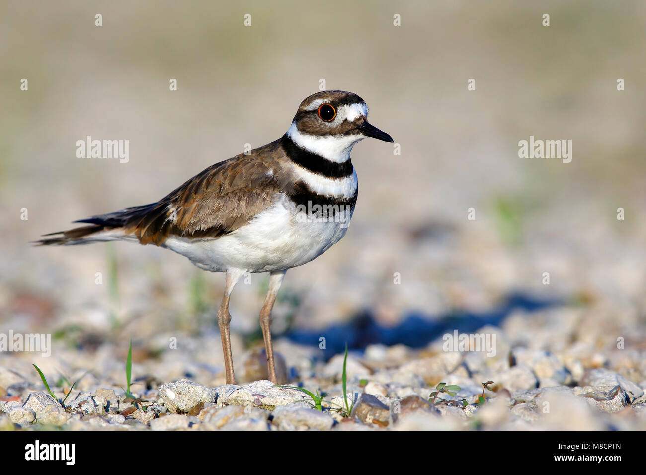Adulto Galveston Co., TX Aprile 2015 Foto Stock