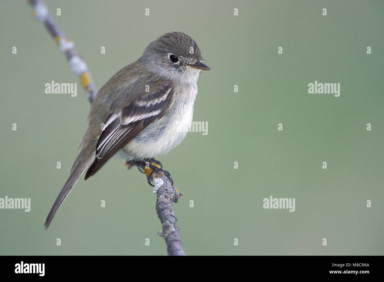 Adulto St. Louis Co., MN Giugno 2003 Foto Stock