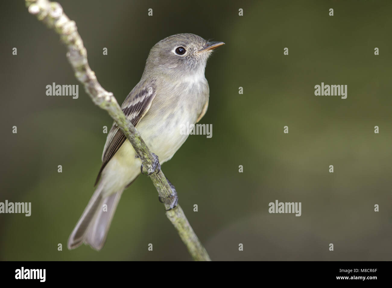 Adulto Galveston Co., TX Maggio 2014 Foto Stock