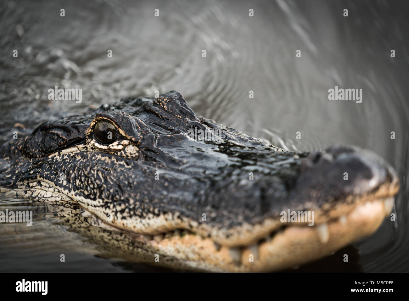 Un alligatore pattuglie la sua palude in Louisiana Foto Stock