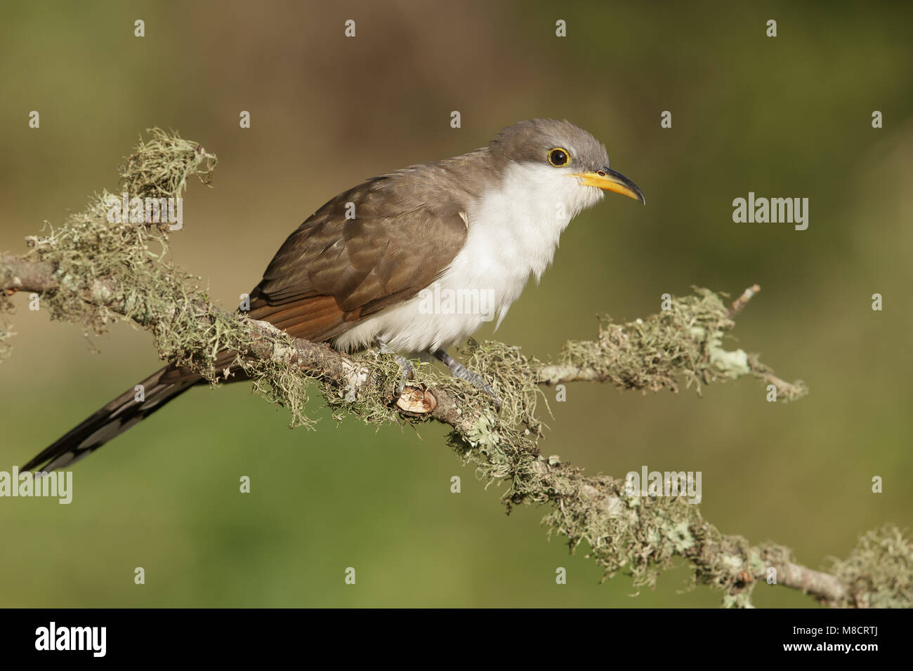 Adulto Galveston Co., TX Aprile 2014 Foto Stock