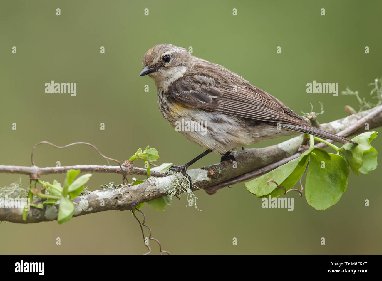 Femmina adulta Galveston Co., TX Aprile 2013 Foto Stock