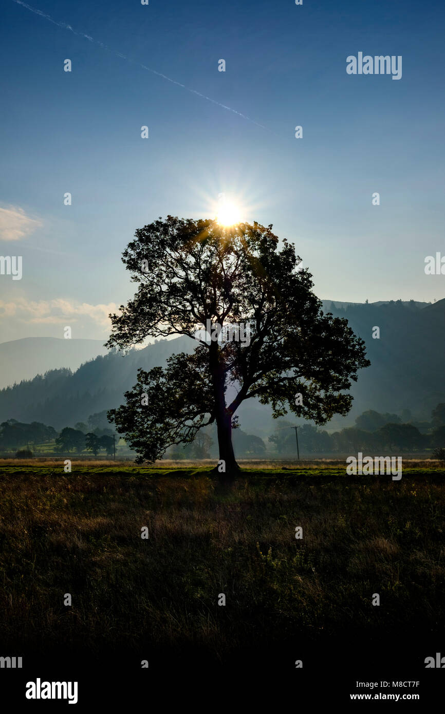 Albero, sole di mattina e argento Dubwath Prati Riserva Naturale, Rochdale, Regno Unito Foto Stock