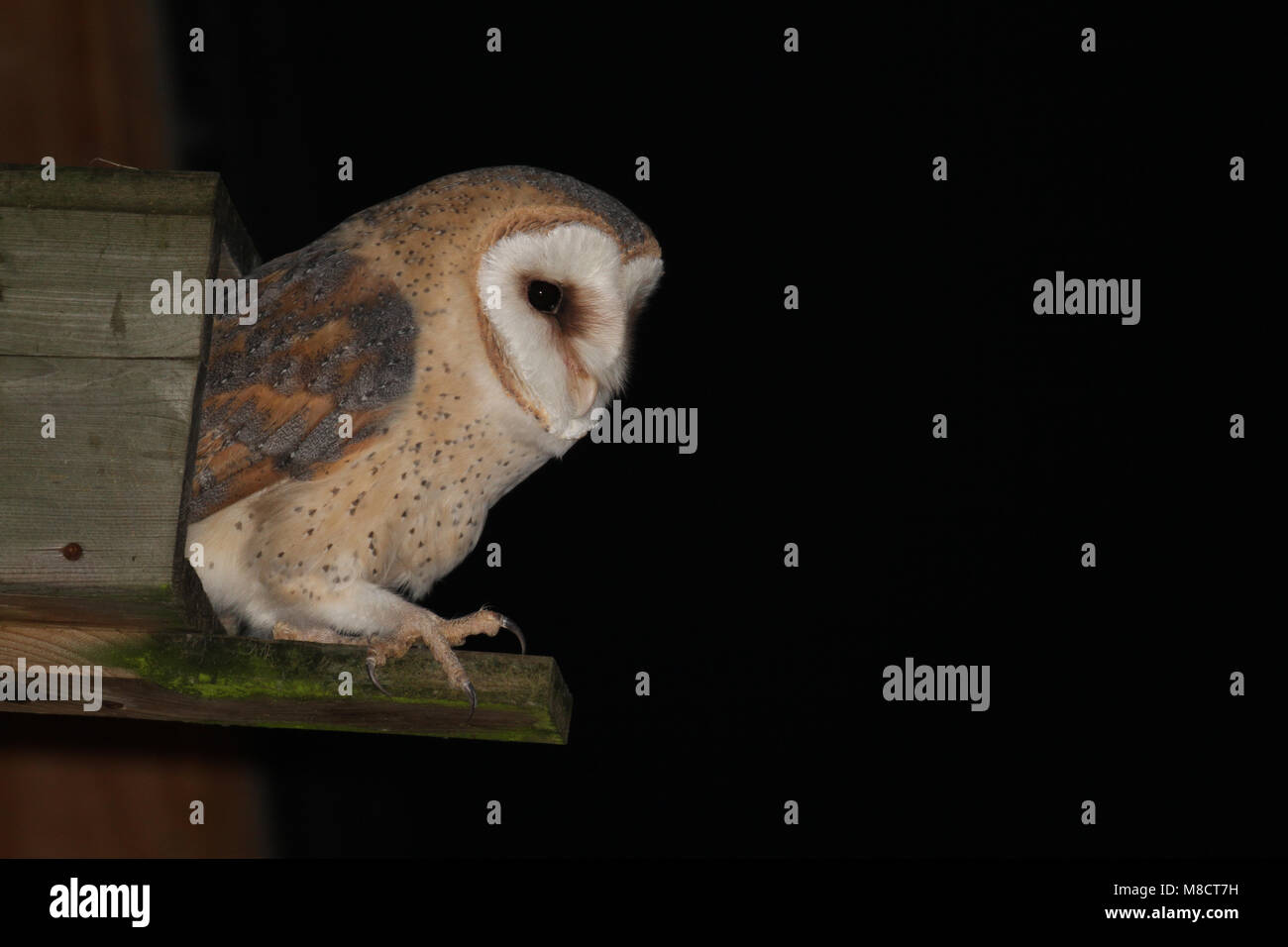 Kerkuil bij nestkast; Barbagianni a scatola di nido Foto Stock