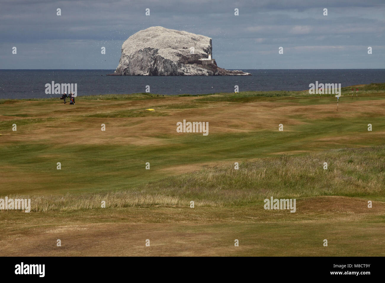 Vogeleiland de Bass Rock in Schotland, Bird Island il Bass Rock in Scozia Foto Stock