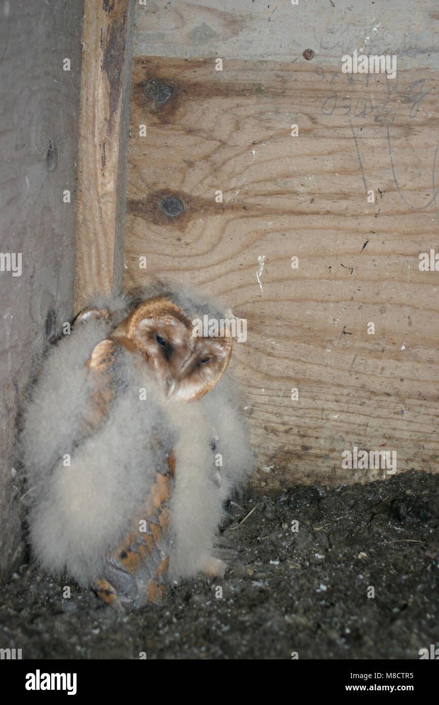 Jonge Kerkuil in nestkast; Dark Barbagianni chick in neswtbox Foto Stock