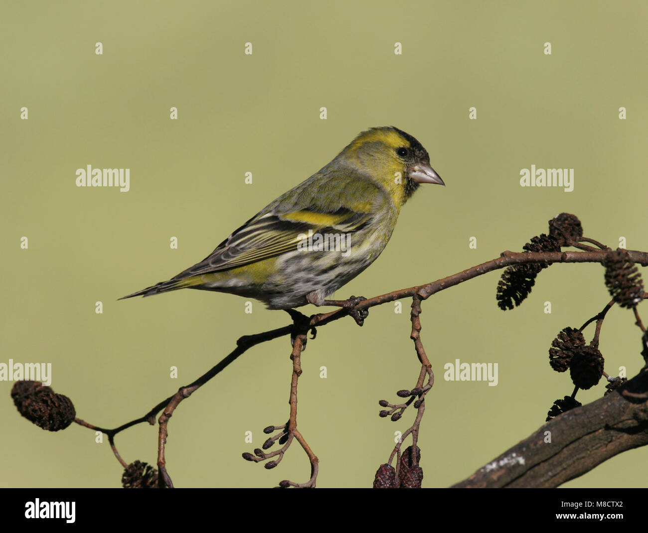 Eurasian Lucherino maschio, arroccato Sijsje mannetje zittend Foto Stock
