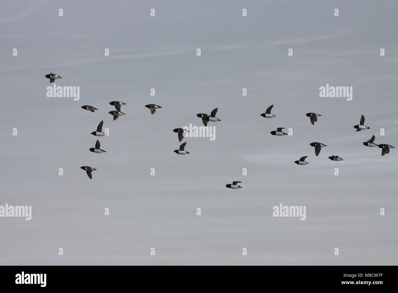 Kleine Alken vliegend; poco Auks battenti Foto Stock