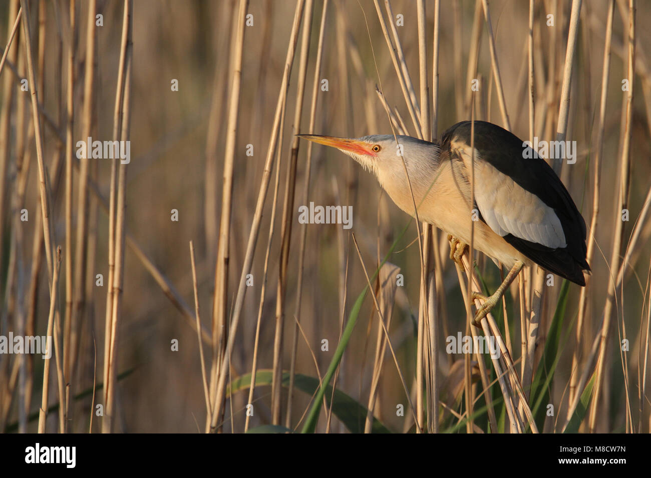 In Woudaap rietveld; Tarabusino in reedbed Foto Stock