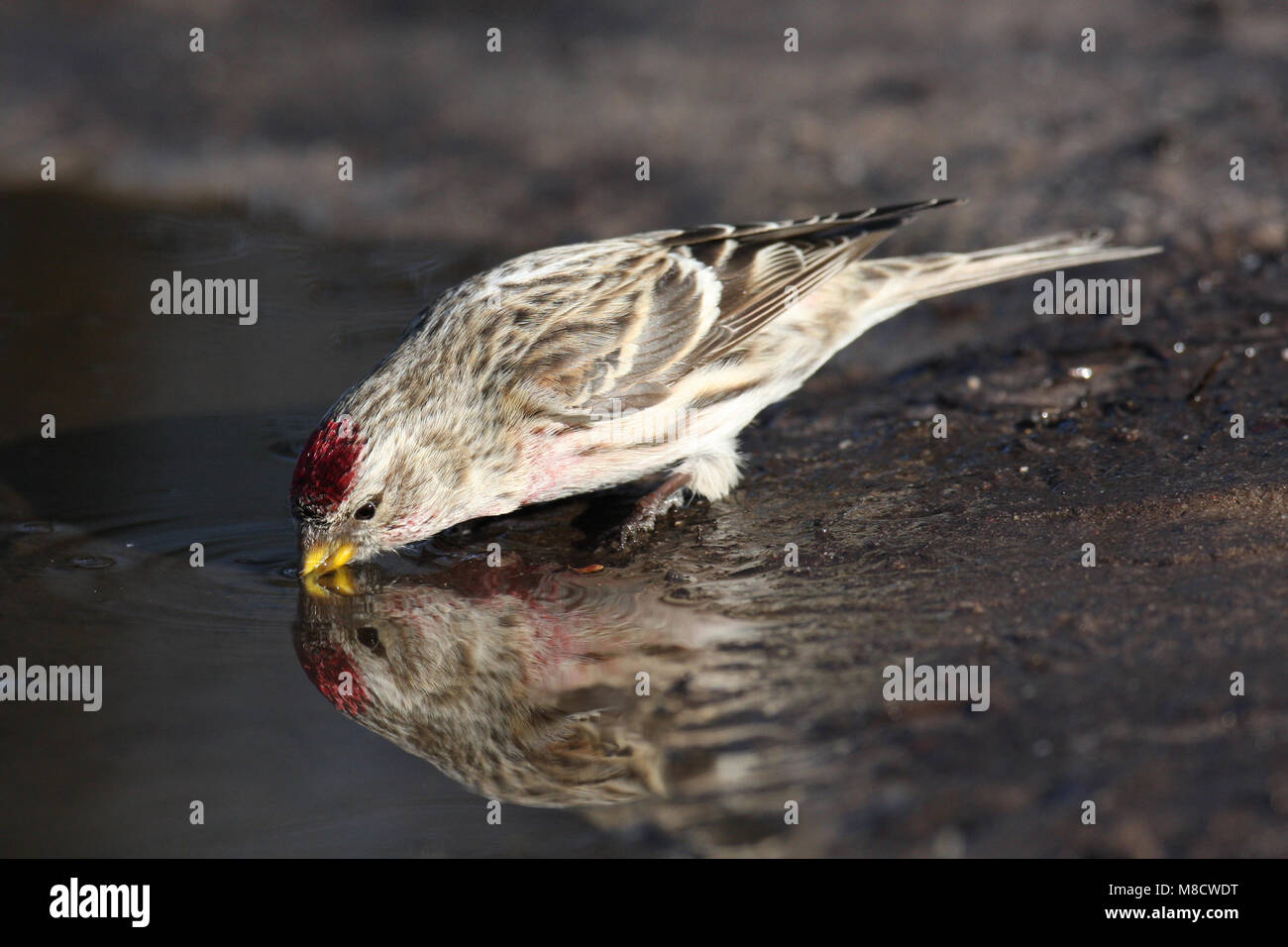 Grote Barmsijs bij drinkplaats; farinoso Redpoll al sito potabile Foto Stock