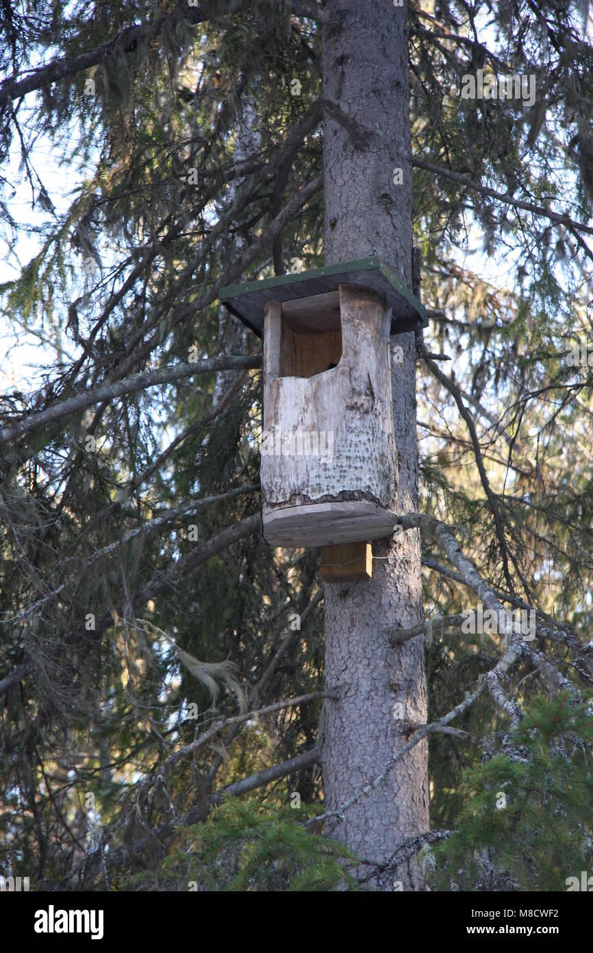 Nestkast voor Sperweruil, Nestbox per Northern Hawk Owl Foto Stock