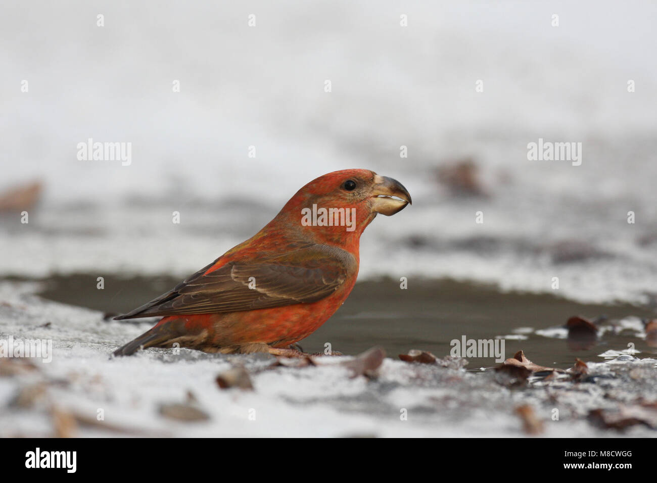 Parrot Crossbill bere; Grote Kruisbek drinkend Foto Stock