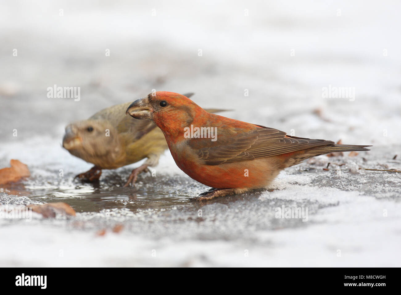 Parrot Crossbill bere; Grote Kruisbek drinkend Foto Stock