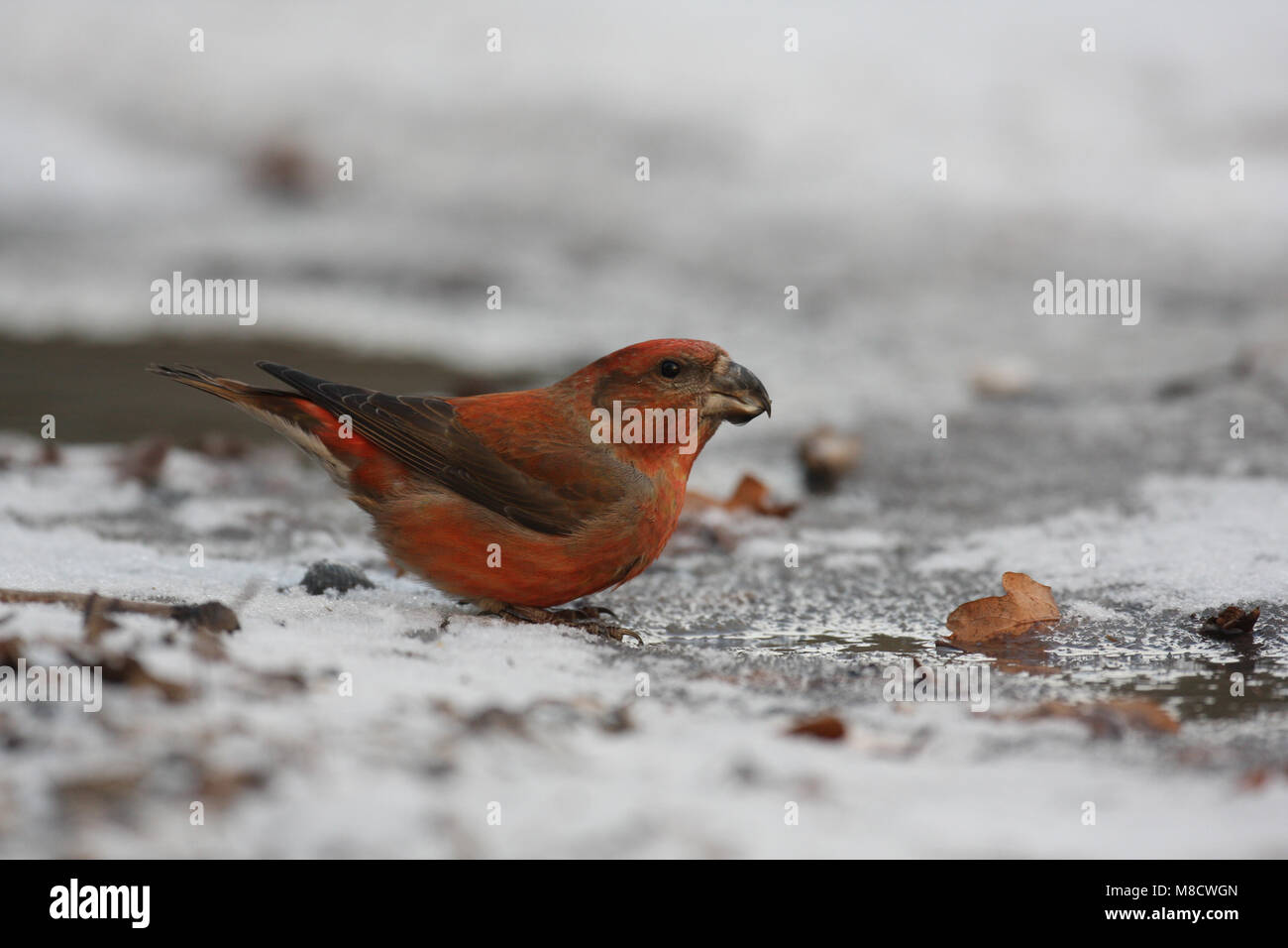 Parrot Crossbill bere; Grote Kruisbek drinkend Foto Stock