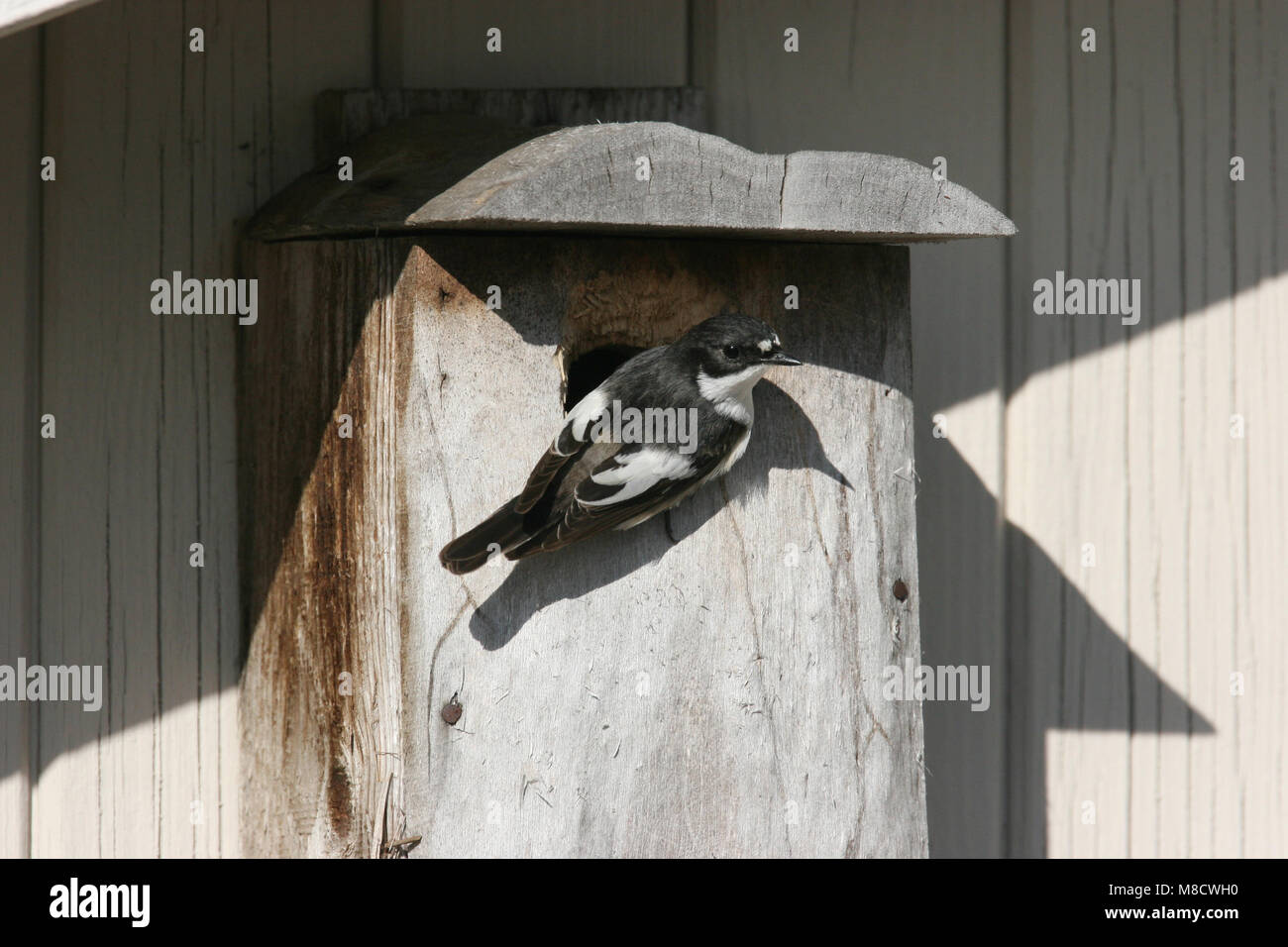 Unione Pied Flycatcher maschio adulto a scatola di allevamento; Bonte Vliegenvanger volwassen man bij nestkast Foto Stock