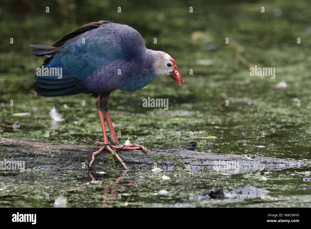 Purple Swamphen in moeras; Purperkoet nella palude Foto Stock