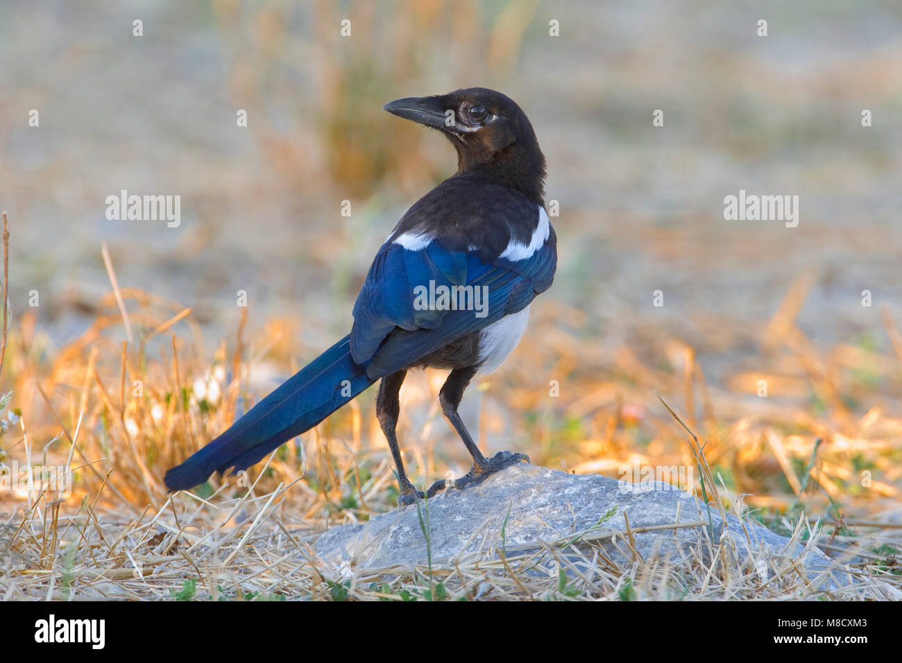 Ekster; Eurasian gazza Foto Stock