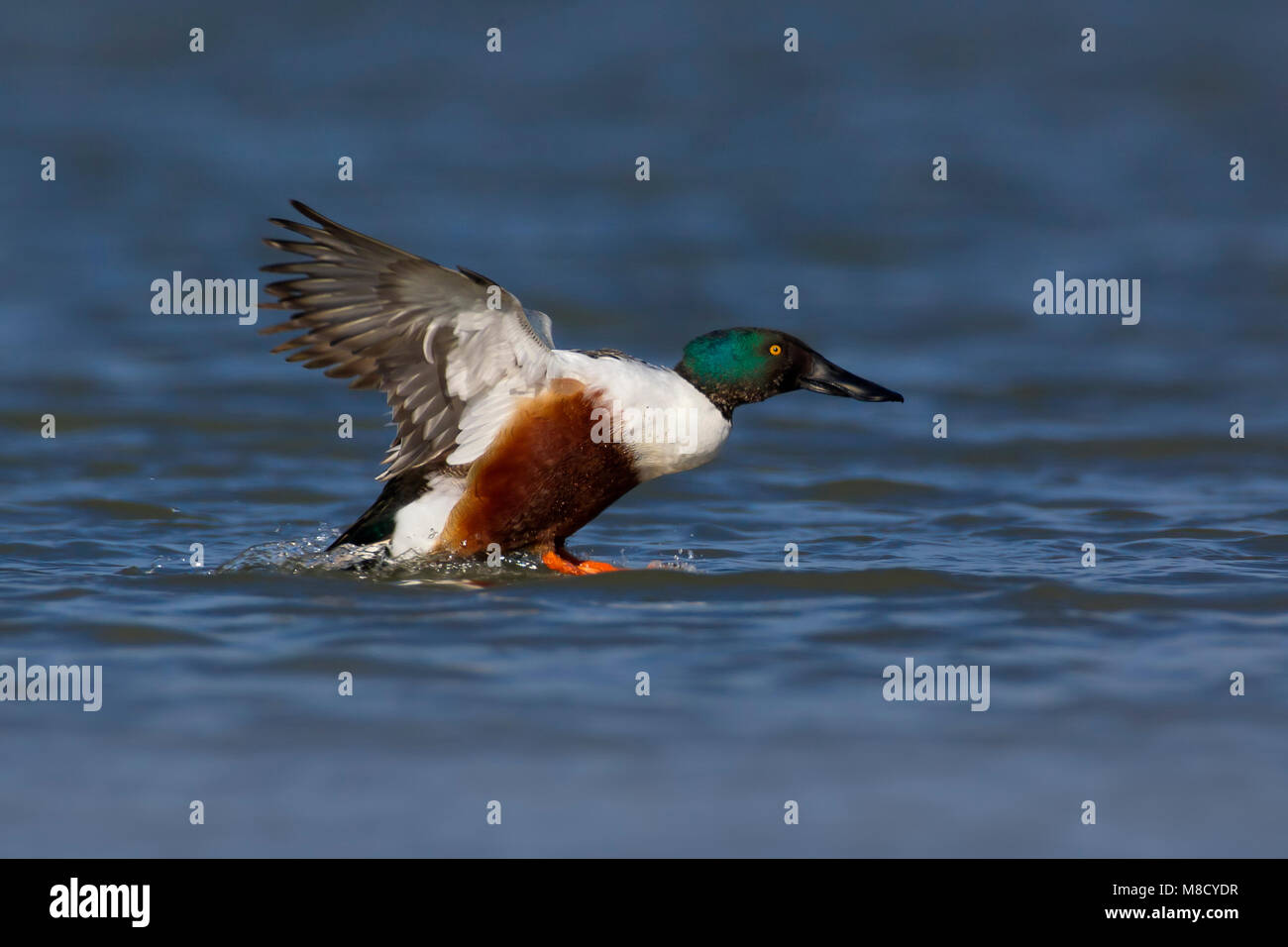 Mannetje Landend Slobeend; sbarco europeo maschio mestolone Foto Stock