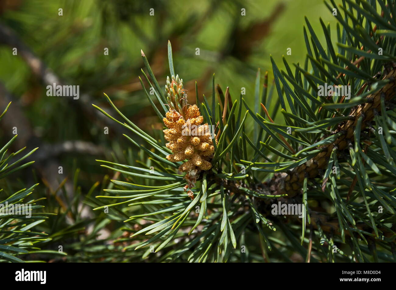 Pino succursale con nuova punta a inizio estate Plana mountain, Bulgaria Foto Stock