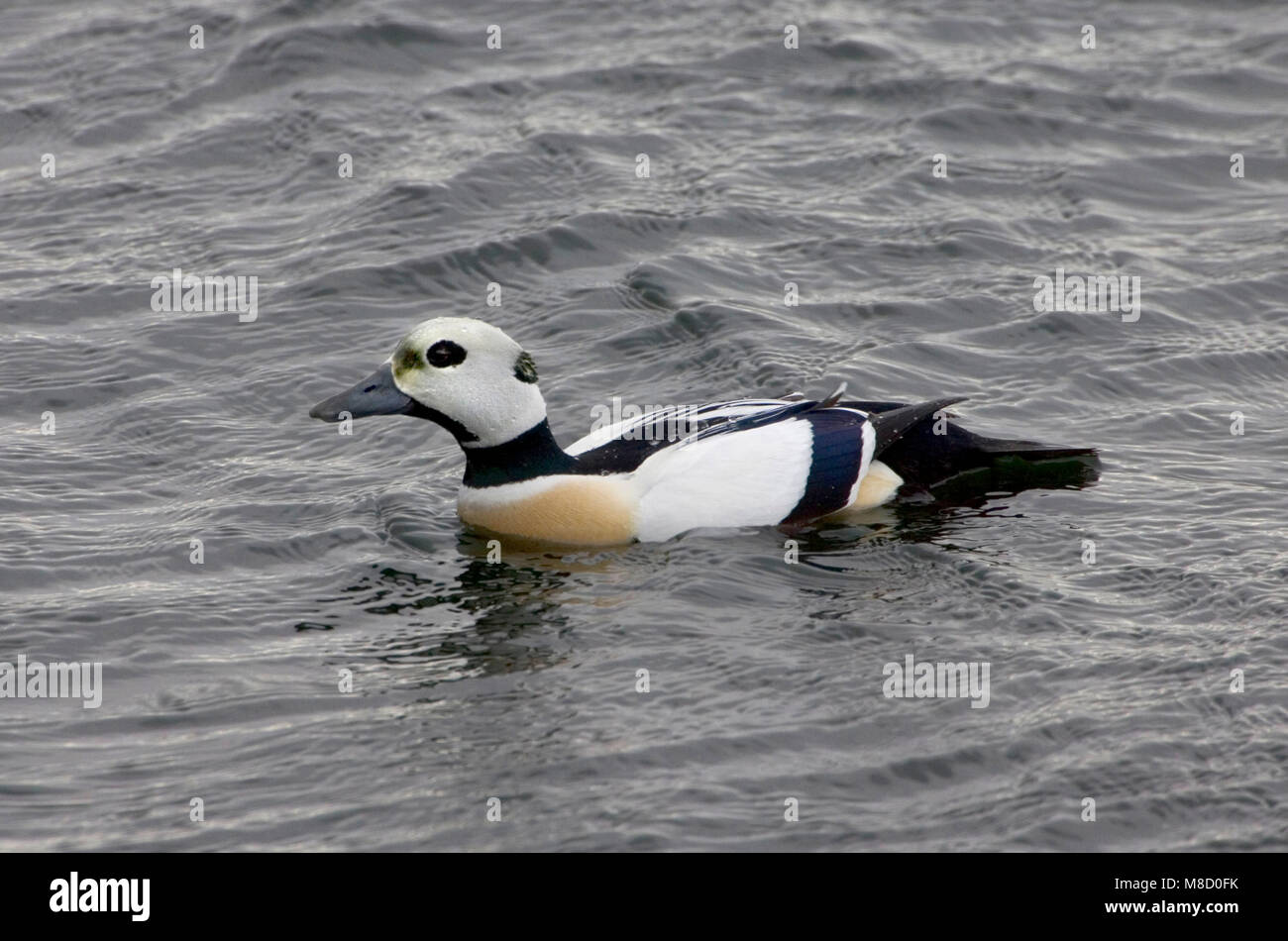 Stellers Eider, Steller's Eider, Polysticta stelleri Foto Stock