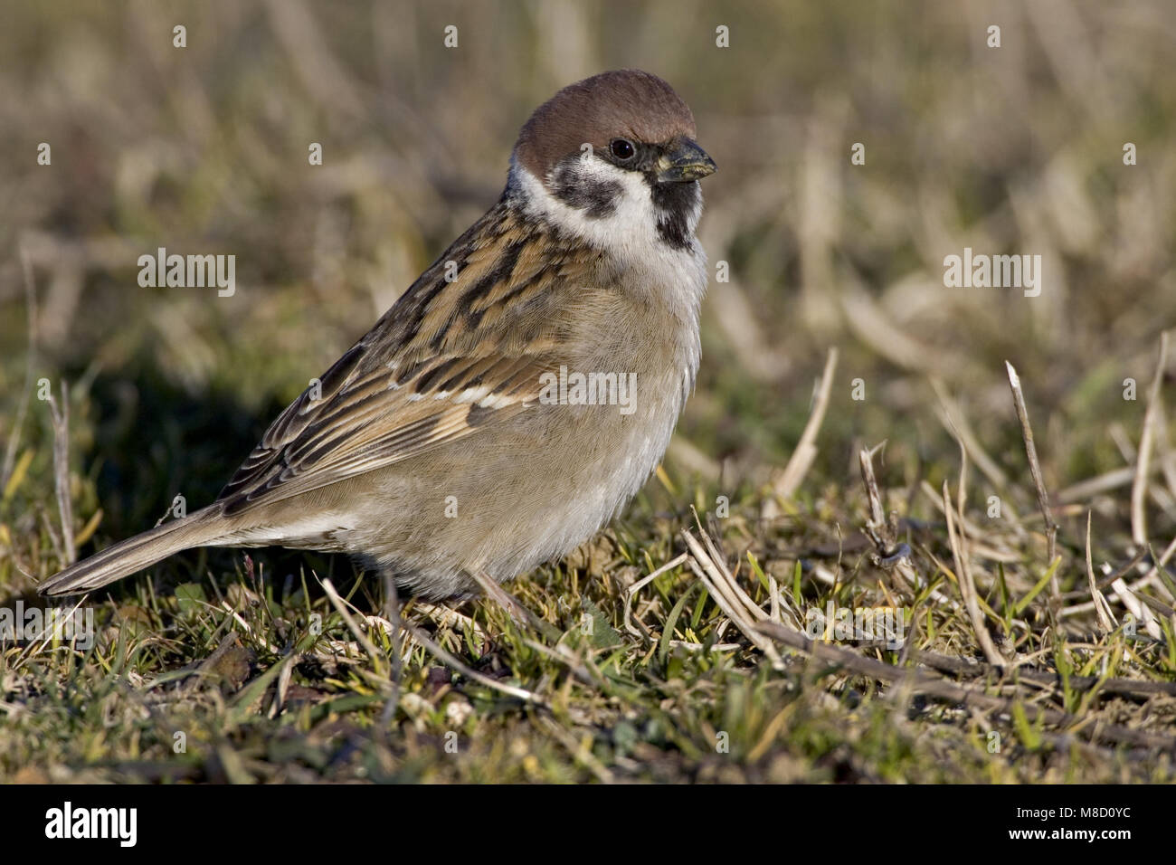 Tree Sparrow seduto in erba, Ringmus zittend in gras Foto Stock