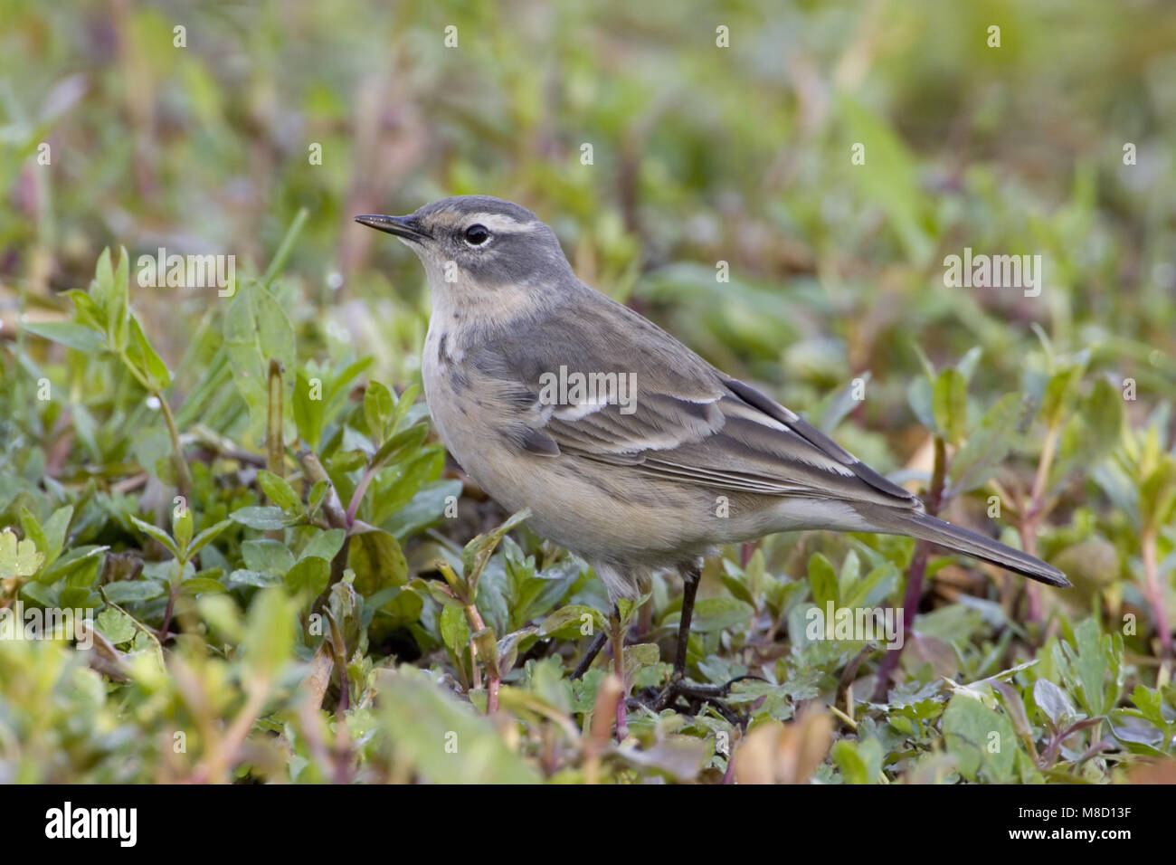 Acqua Pipit appollaiato; Waterpieper zittend Foto Stock