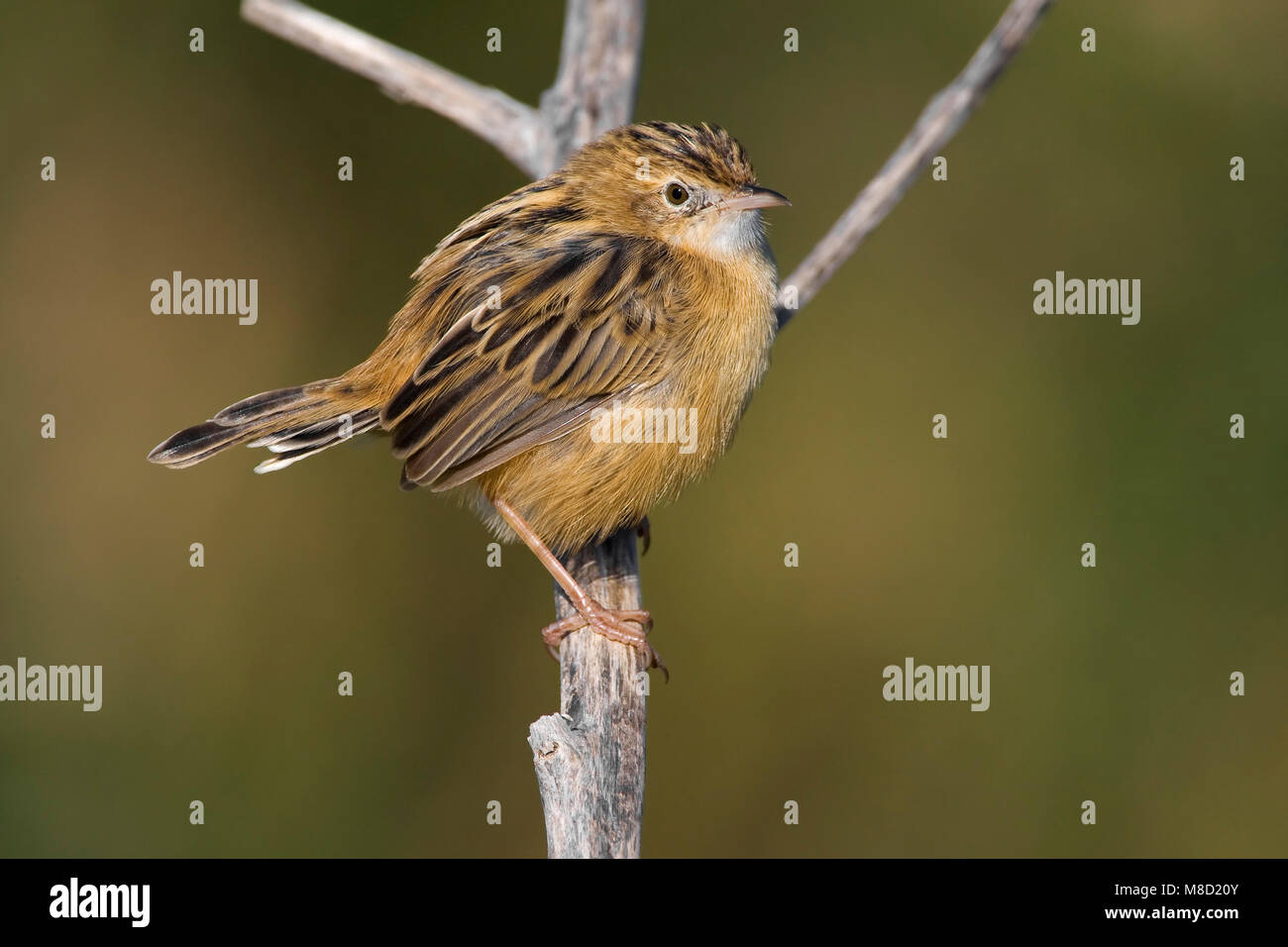 Graszanger op takje; Zitting Cisticola appollaiato sul ramo Foto Stock