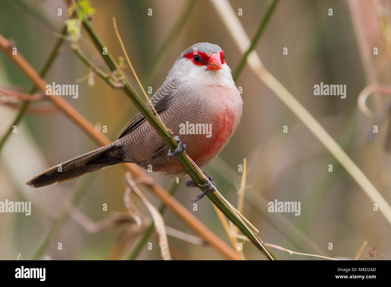 Sint-Helenafazantje; Comune Waxbill Foto Stock