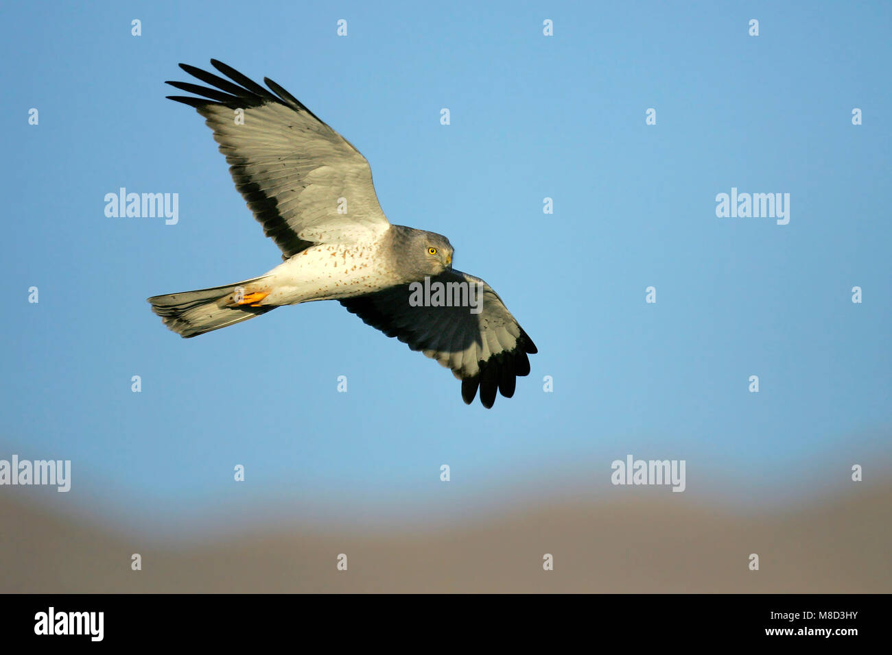 Maschio adulto Kern Co., CA Ottobre 2005 Foto Stock