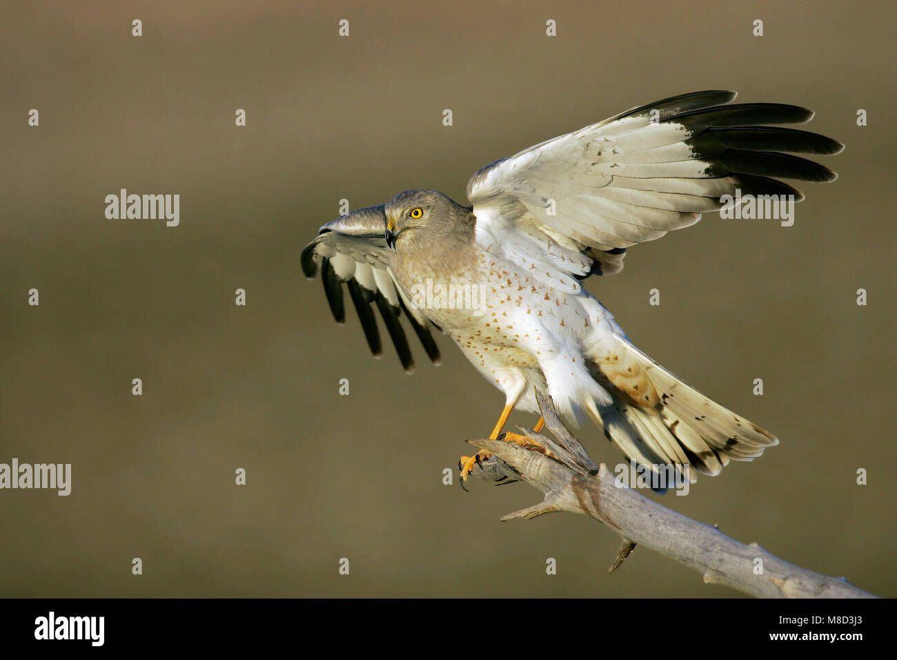 Maschio adulto Kern Co., CA Novembre 2005 Foto Stock