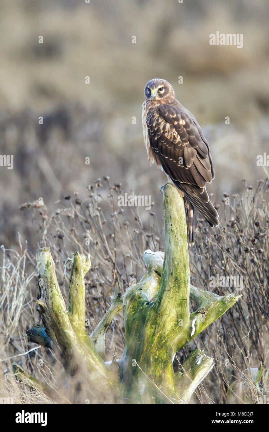 Il novellame di Vancouver, B.C., Canada Gennaio 2013 Foto Stock