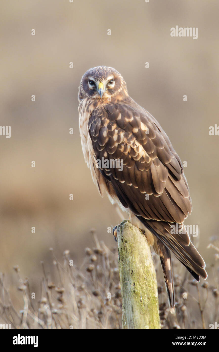 Il novellame di Vancouver, B.C., Canada Gennaio 2013 Foto Stock