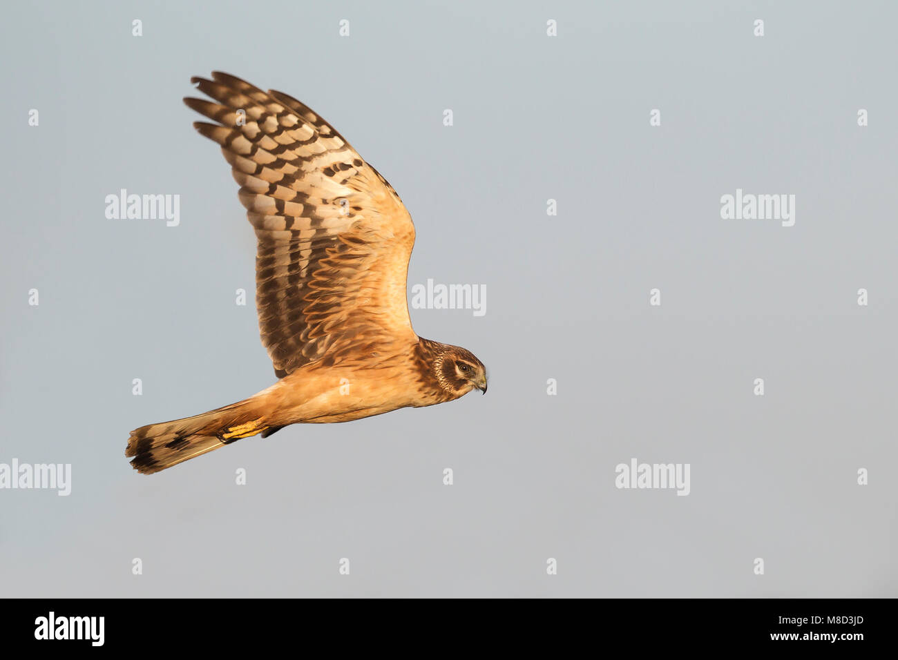Il novellame di Vancouver, B.C., Canada Gennaio 2013 Foto Stock