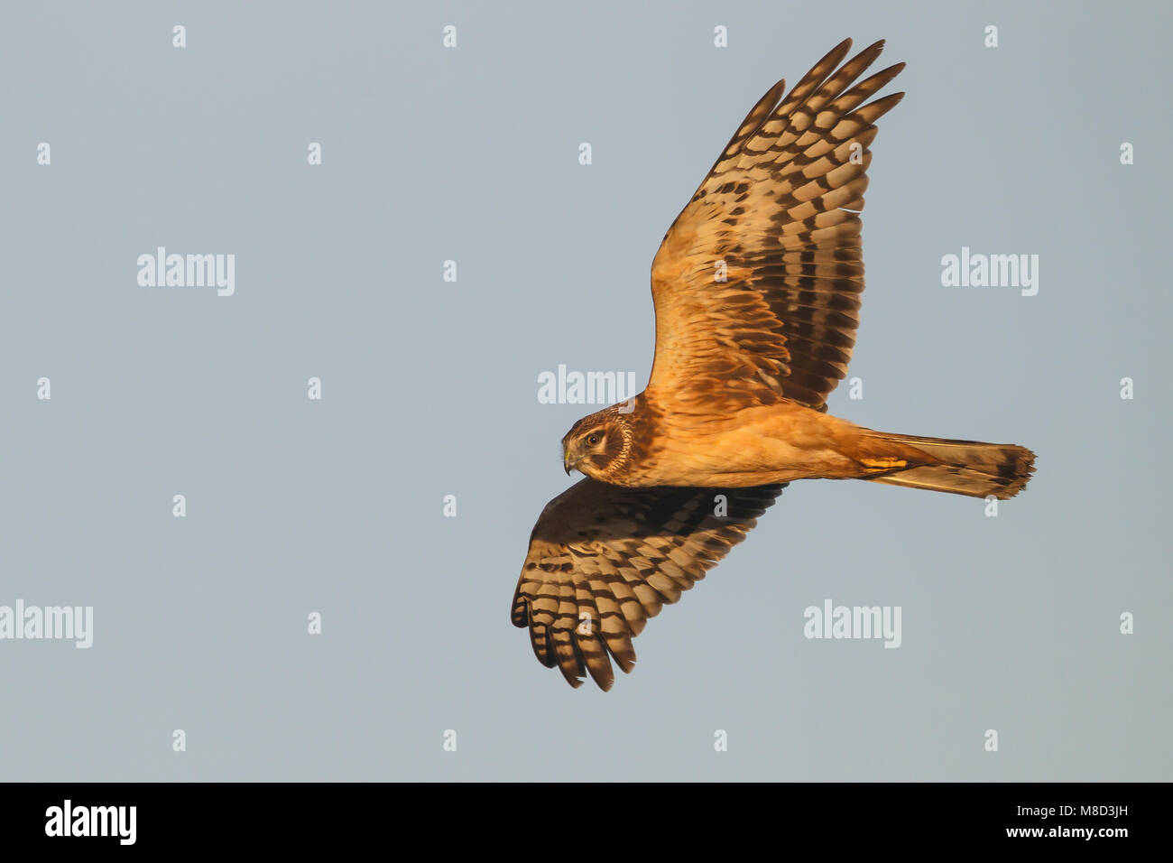 I capretti Boundary Bay, Vancouver, B.C., Canada Gennaio 2013 Foto Stock
