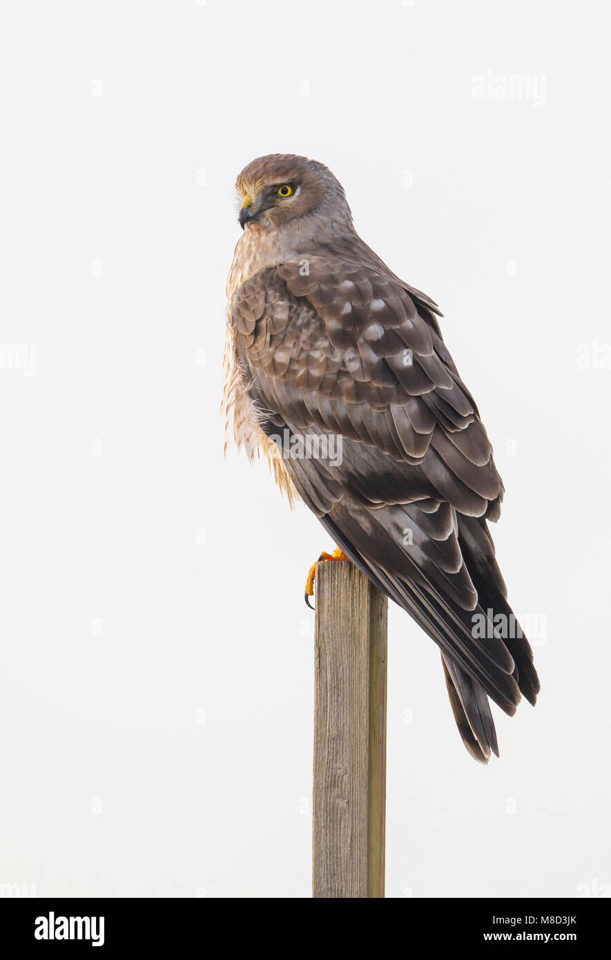 Maschio adulto Vancouver, B.C., Canada Gennaio 2013 Foto Stock