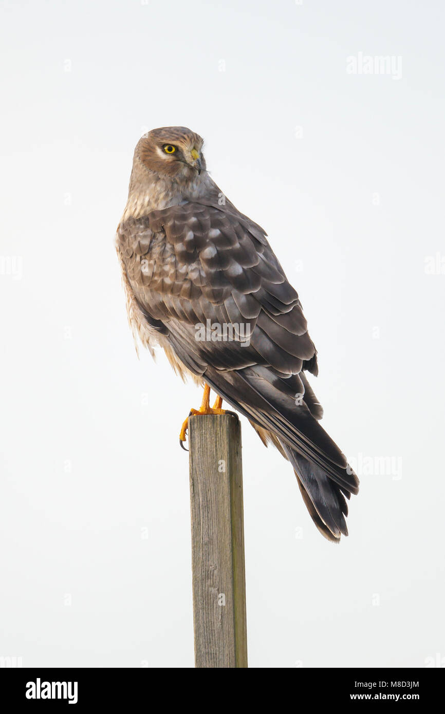 Maschio adulto Vancouver, B.C., Canada Gennaio 2013 Foto Stock