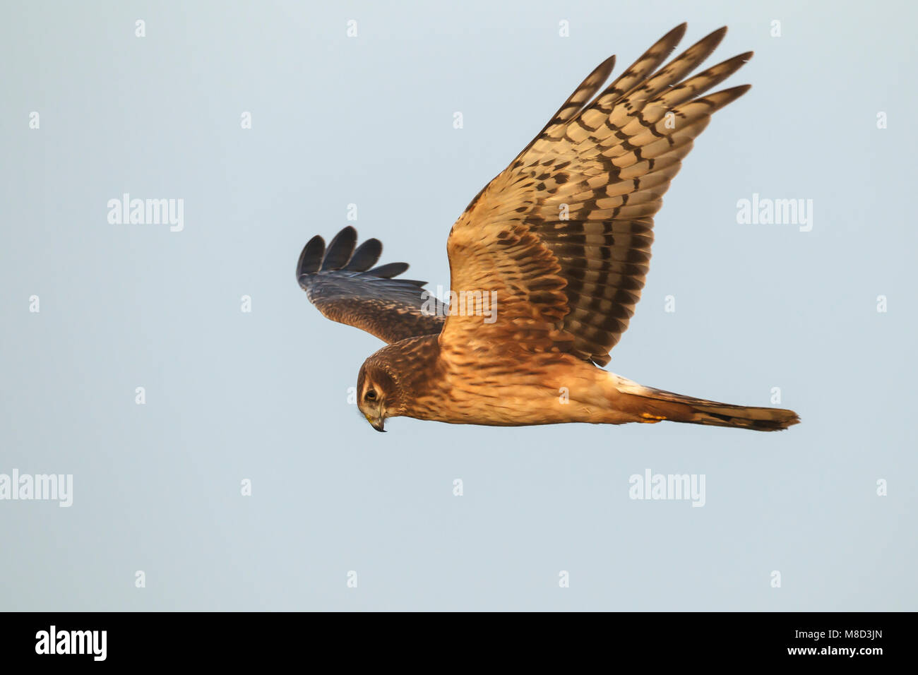 Il novellame di Vancouver, B.C., Canada Gennaio 2013 Foto Stock