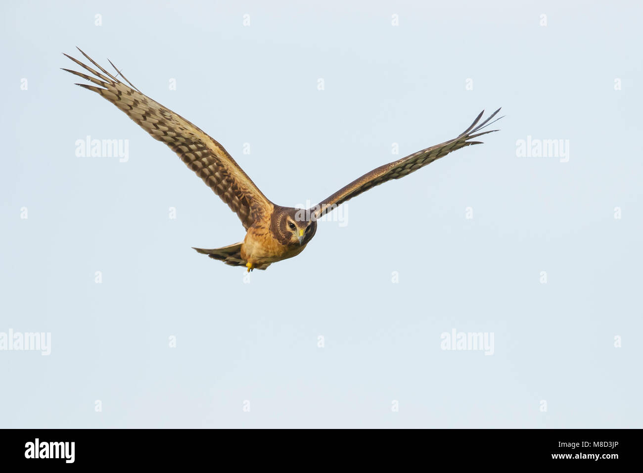 Immaturo Riverside Co., CA Gennaio 2015 Foto Stock