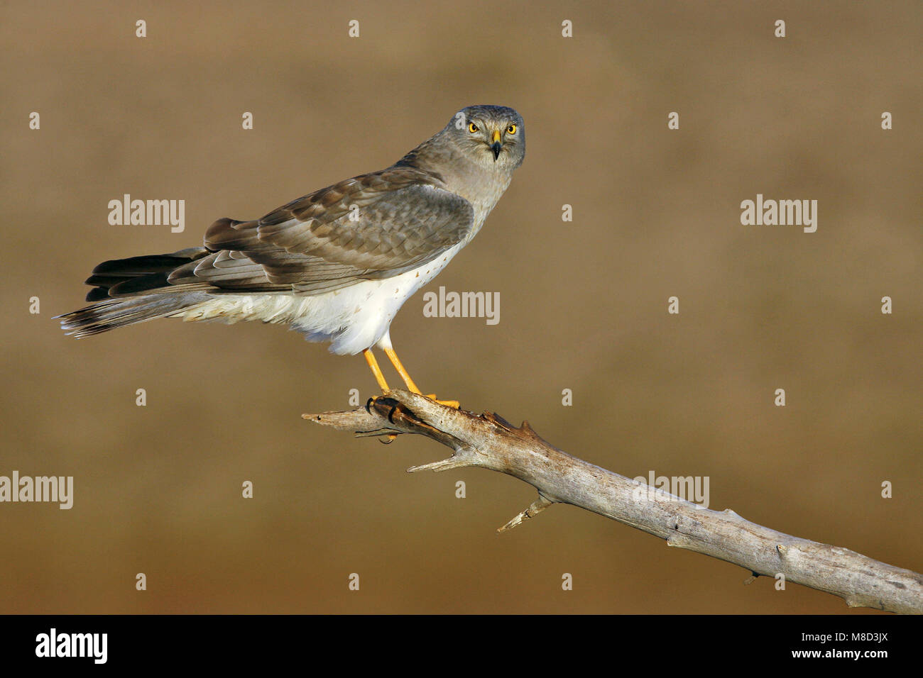 Maschio adulto Kern Co., CA Novembre 2007 Foto Stock