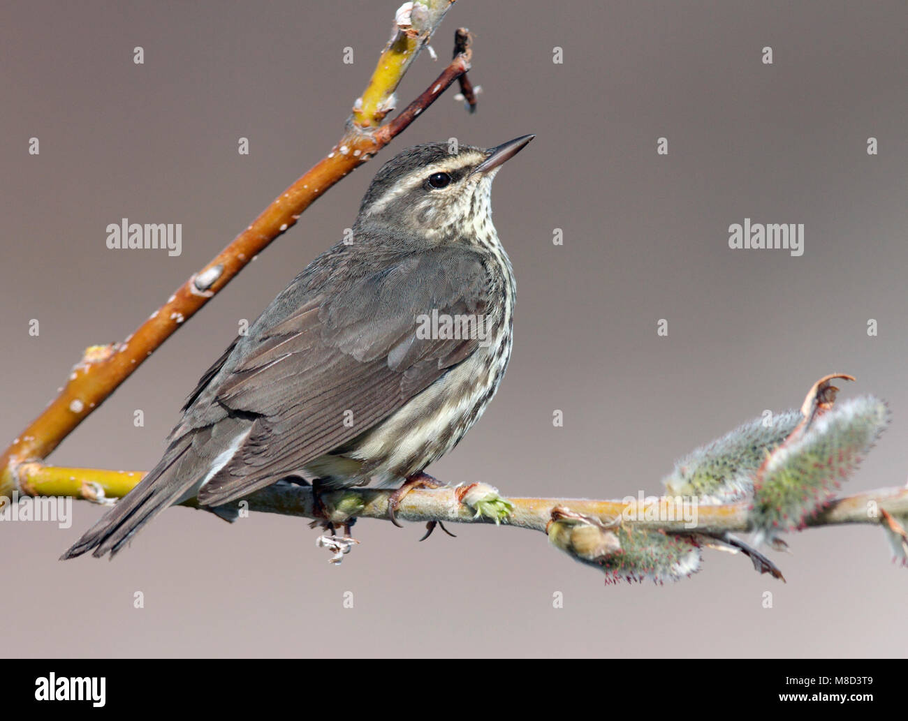 Immagine di uccelli da Brian E. piccola Foto Stock