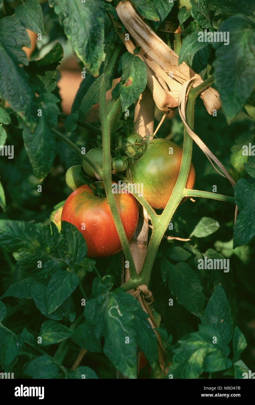 pianta di pomodori Foto Stock